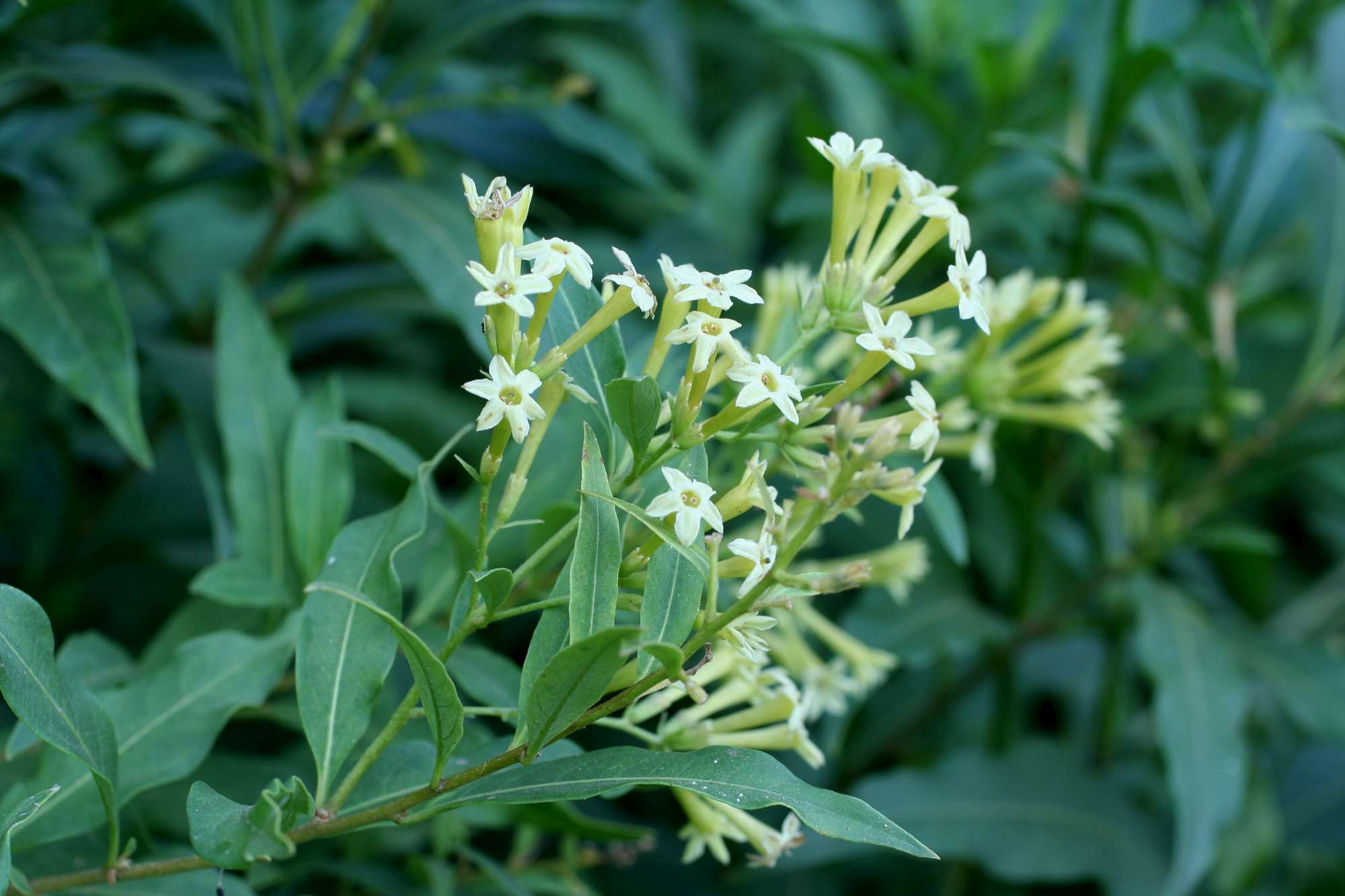 Cestrum parqui / Cestro